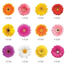 Load image into Gallery viewer, 3000E - DIE CUT STICKERS - DAISIES