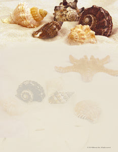 41702 - DESIGNER PAPER - SEASHELLS