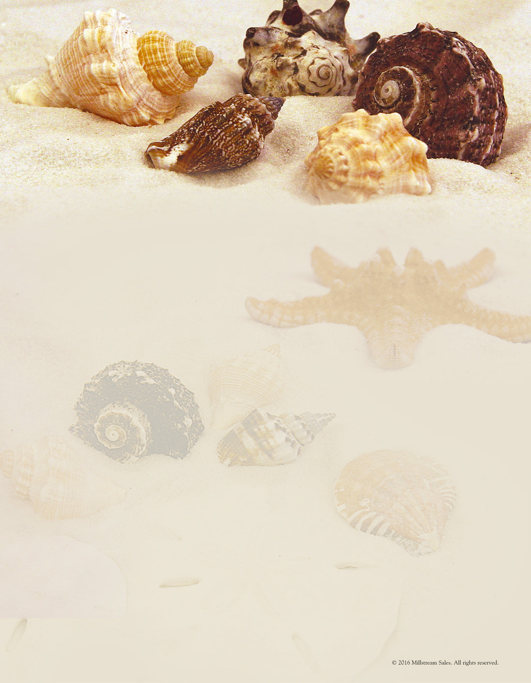 41702 - DESIGNER PAPER - SEASHELLS