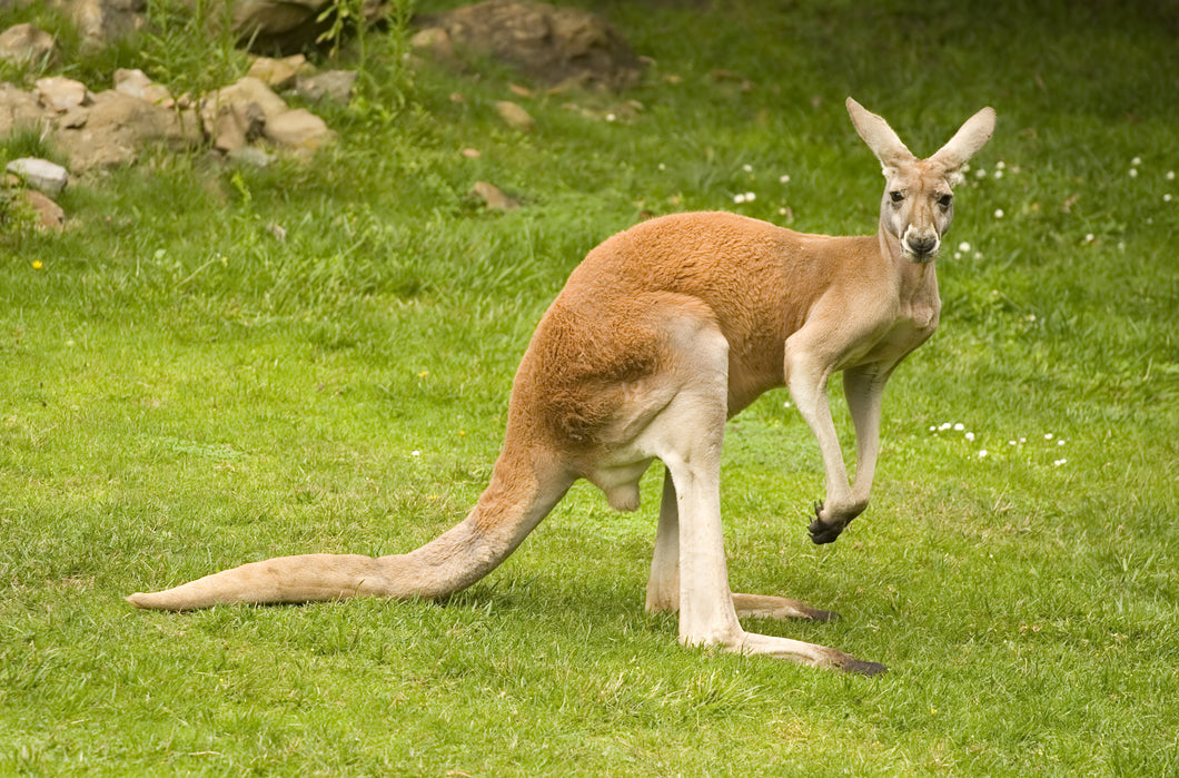 55024 - ATTENDANCE CHART - KANGAROO KOUNTRY