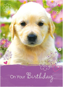 98639 - Religious Birthday Card Assortment Box Set with Envelopes, 12 Cards, Cupcake, Waterfall, Puppy, and Floral Photography