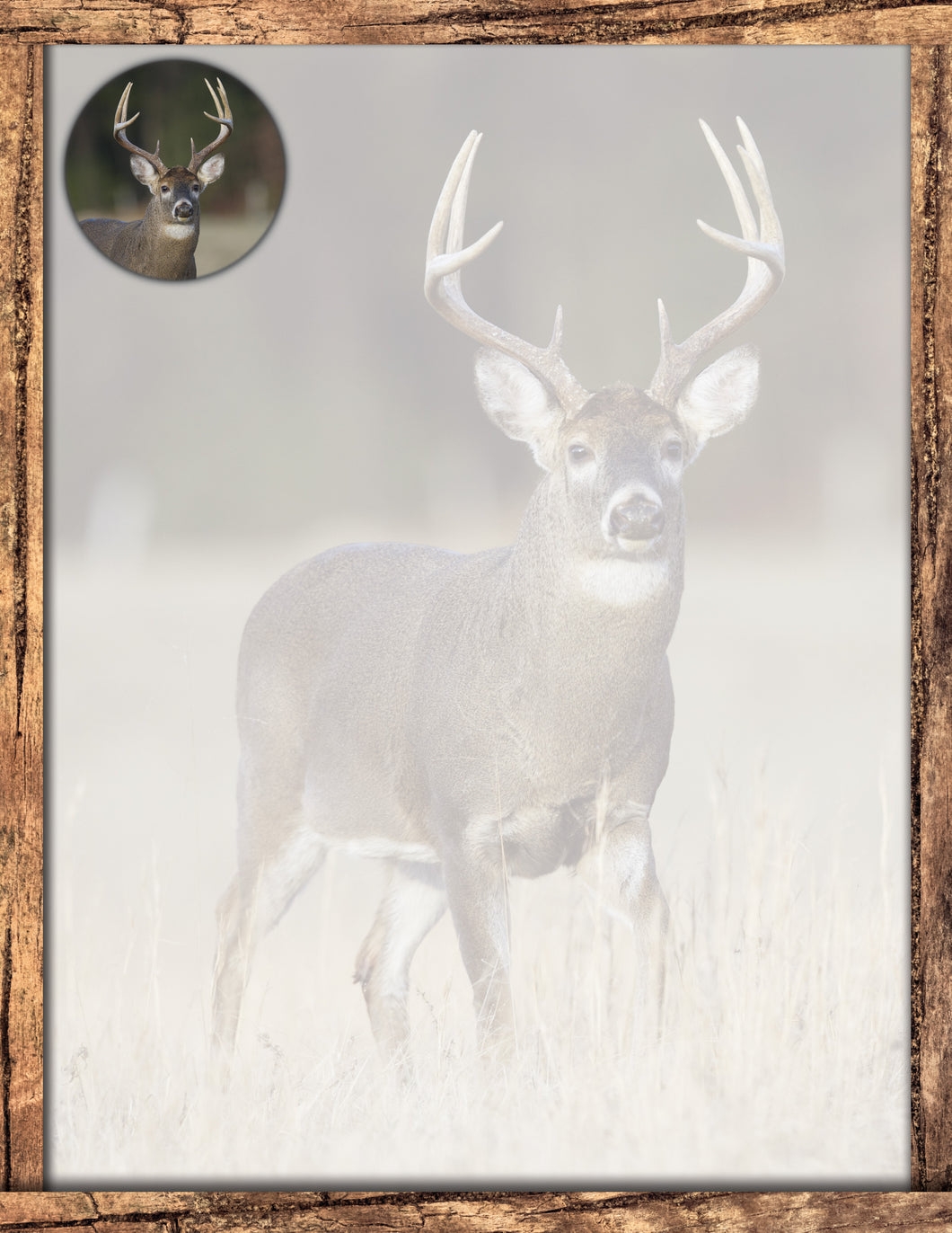 40804 - DESIGNER PAPER - FRAMED BUCK