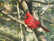 Load image into Gallery viewer, 54984 - ATTENDANCE CHART CARDINAL SCENE