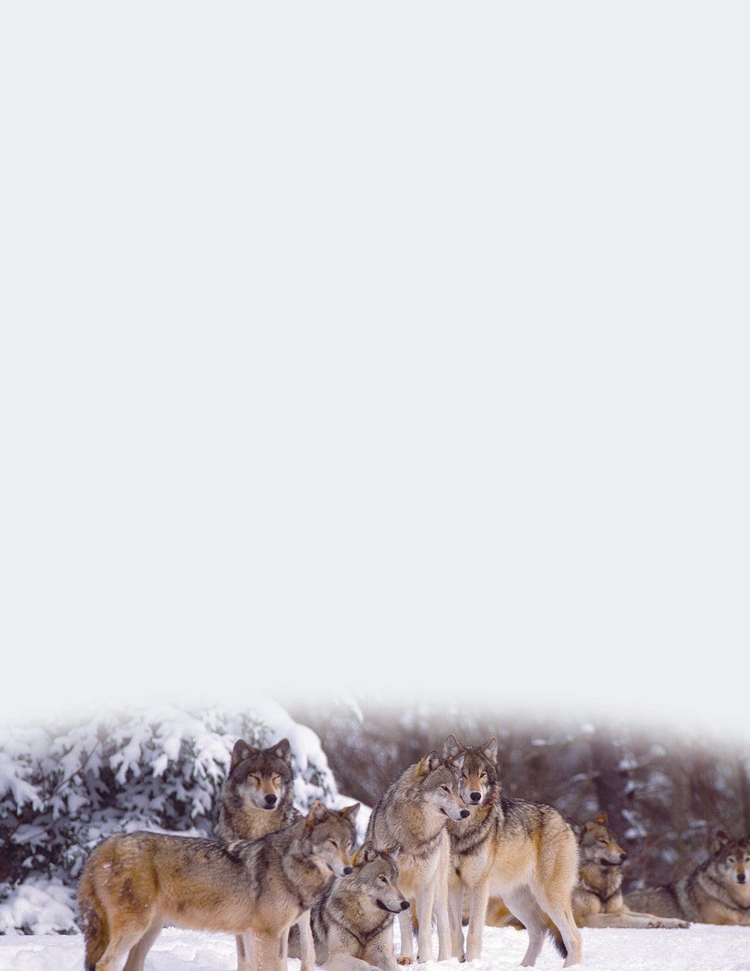 40708 - DESIGNER PAPER - WOLVES IN WINTER